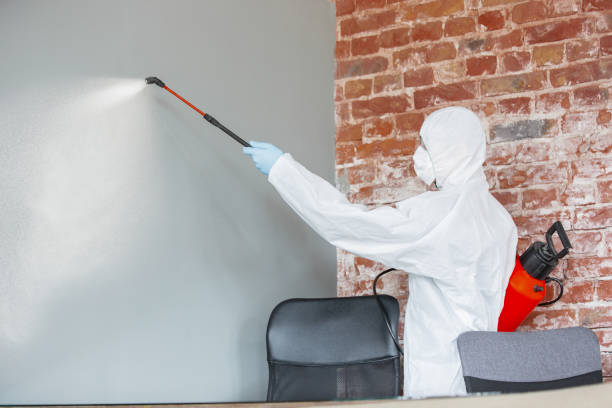 Reliable Vineyard, CA Mold Removal Solutions